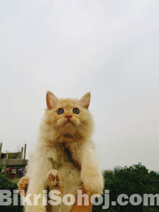Pure persian cat baby's male and female